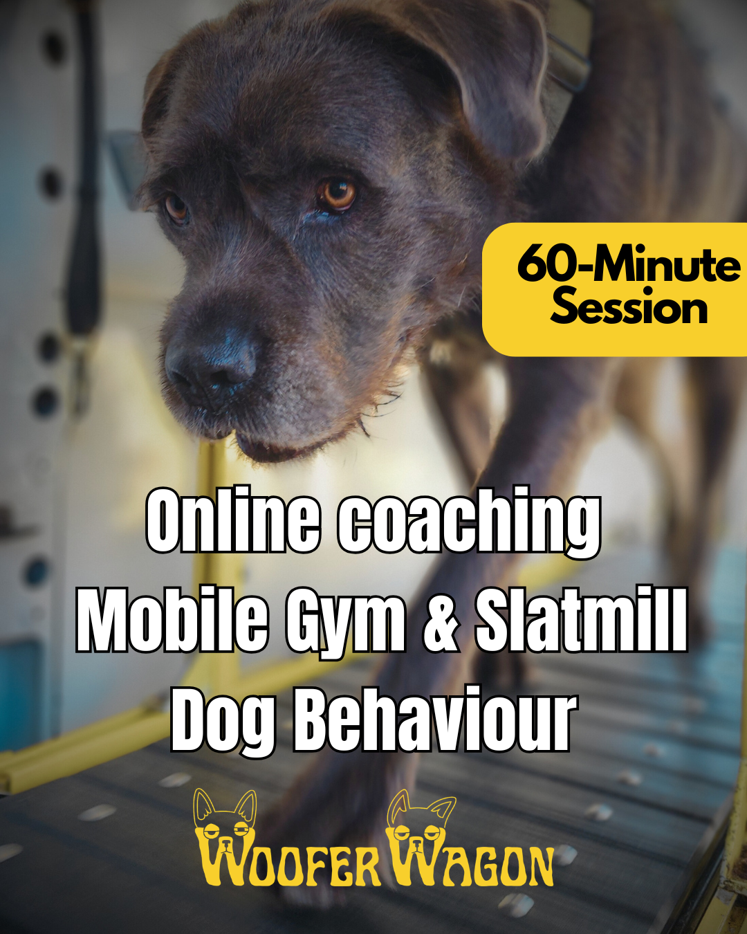 Dog Behaviour Coaching (Online)