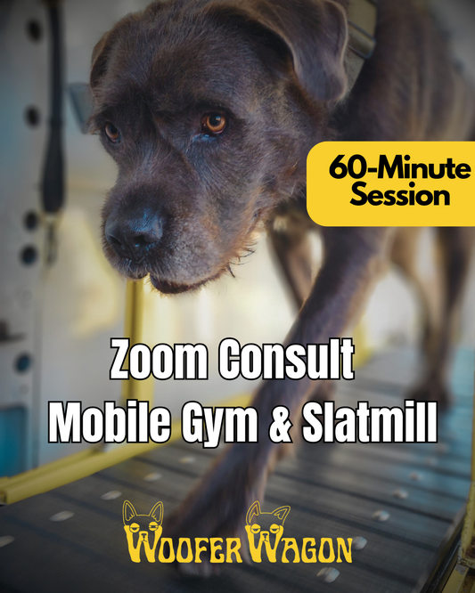 Mobile Dog Gym & Slatmill Zoom Consultation (60-Minute Session)